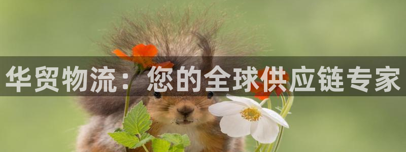 28圈官网开奖结果预测：华贸物流：您