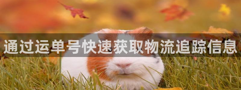28圈官方版网站：通过运单号快速获取
