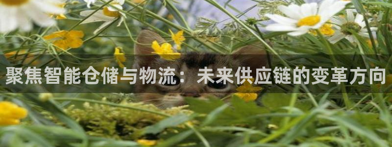 28圈反水什么时候到：聚焦智能仓储与