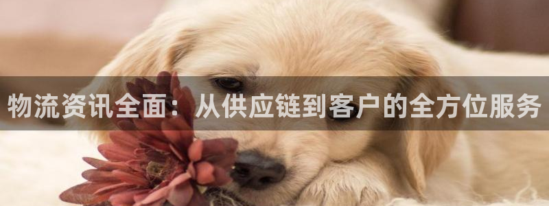 28圈网站平台是多少：物流资讯全面：从供应链到客户的全方位服